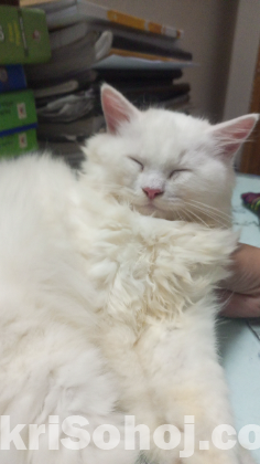 Persian cat emergency sell